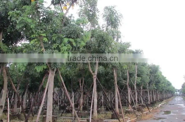 Cassia fistula