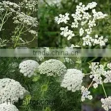 Anise oil
