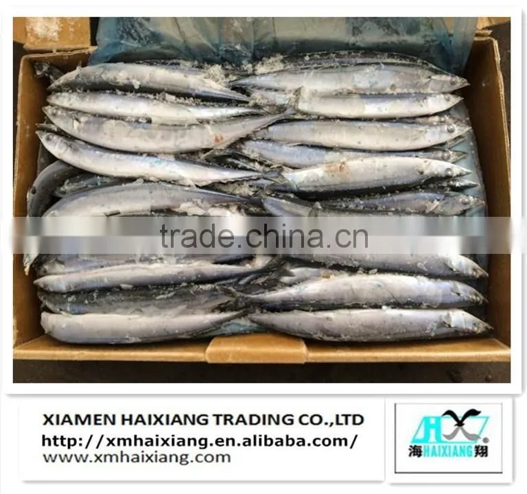Frozen fish-Saury Fish