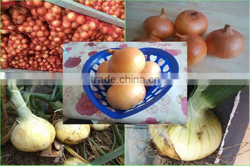 YELLOW ONIONS.(Preferential Booking)