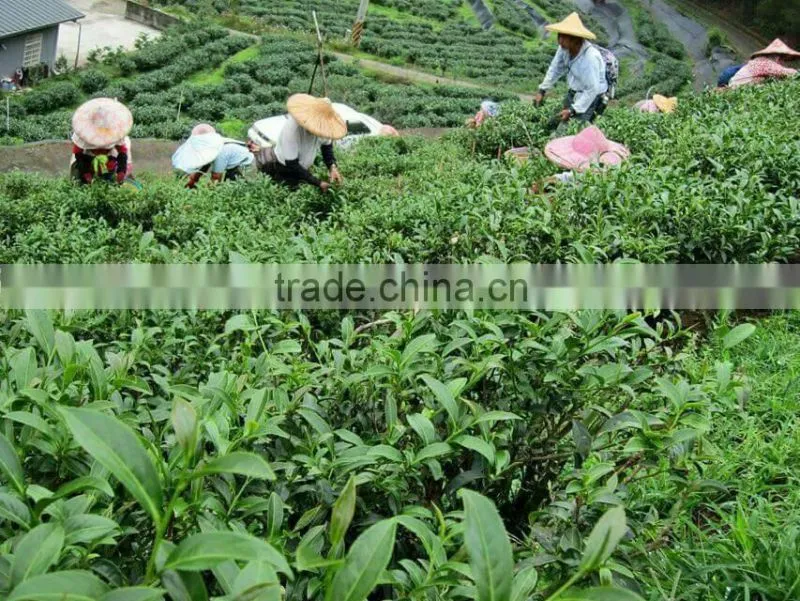 fit tea in tea bag good health
