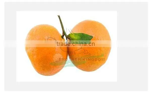 Mandarin orange/Fresh mandarin orange/ Fresh Orange