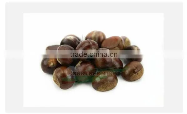high quality chestnut/New crop chestnut/fresh chestnut