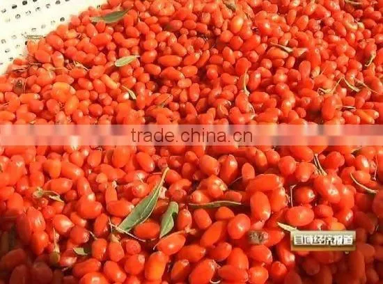 Nutrient-dense goji berry