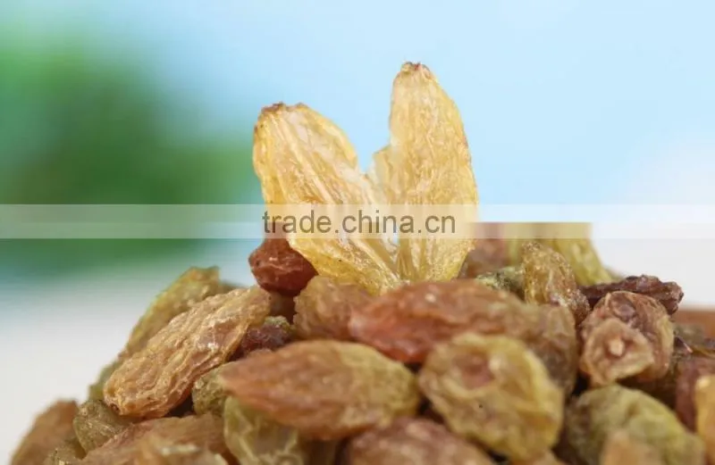 2015 xinjiang Turpan green raisins dried grapes