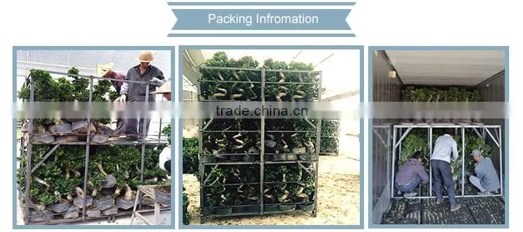 indoor&outdoor big ficus S shape