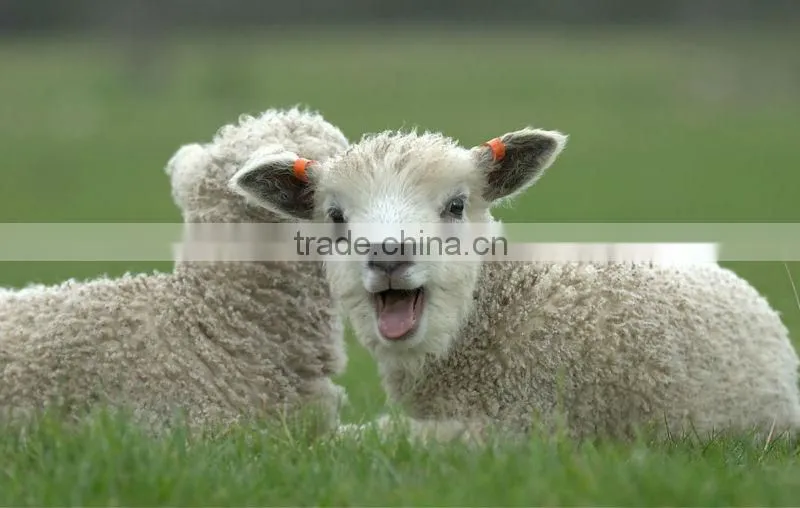 DISCOUNT!! 32NM/2ply 50% Australia wool and 50% acrylic blend yarn, raw white color.