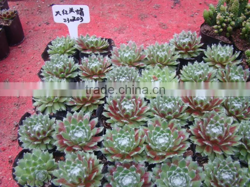 succulent plants