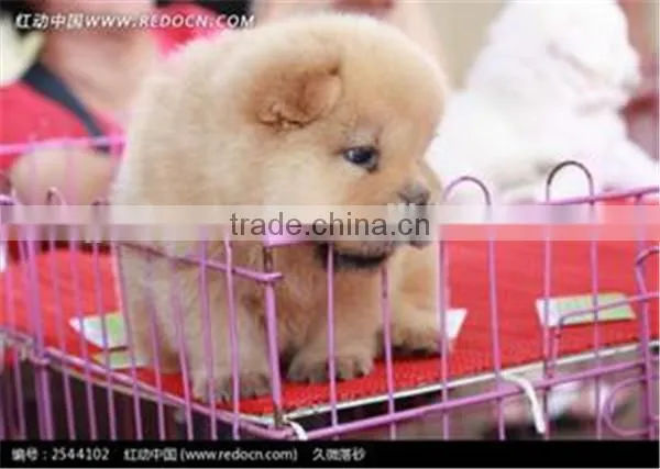 China newly design in the market animal bird metal pet cage