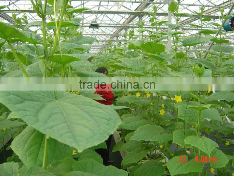Agricultural Used Vegetable greenhouse