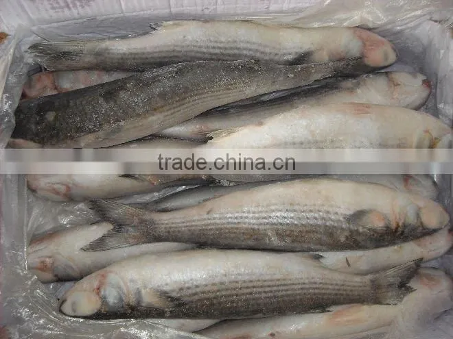 Frozen grey mullet