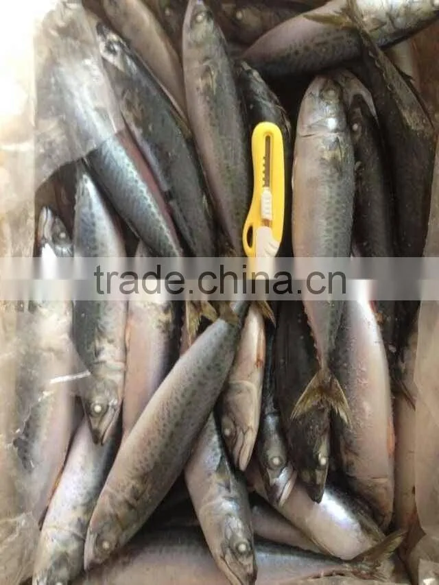 200-300g Frozen Mackerel Fish