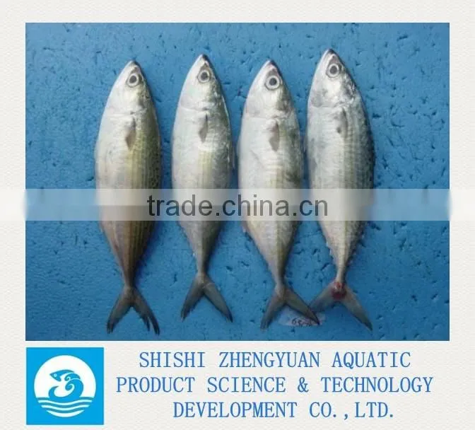 Zhengyuan Aquatic Frozen Indian Mackerel Fish