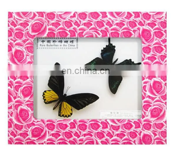 Dry Framed Butterfly frame wholesale LOW MOQ Good quality