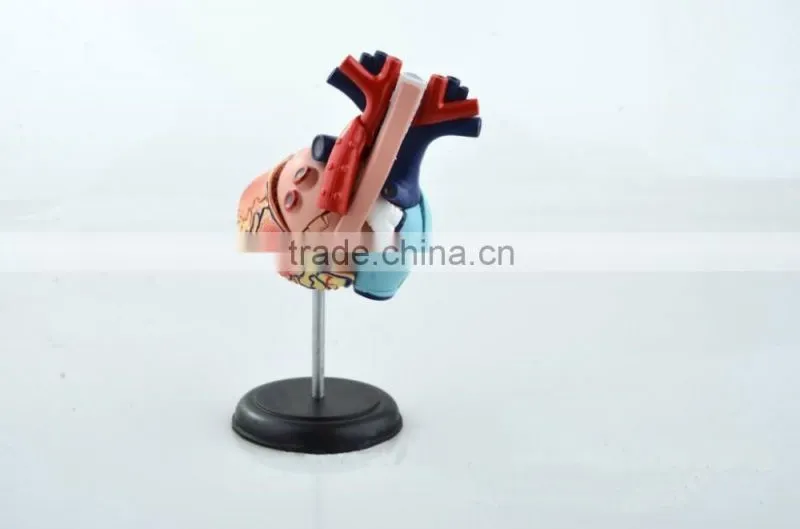 V-HM11 4D MASTER Human Heart assembled model