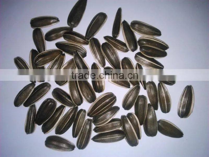 Cheap's new good Sunflower seed 5009