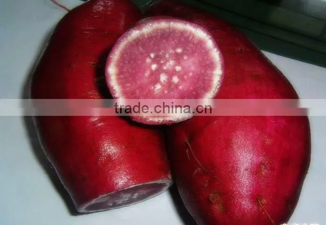 New frozen sweet potatos bulk order for sale