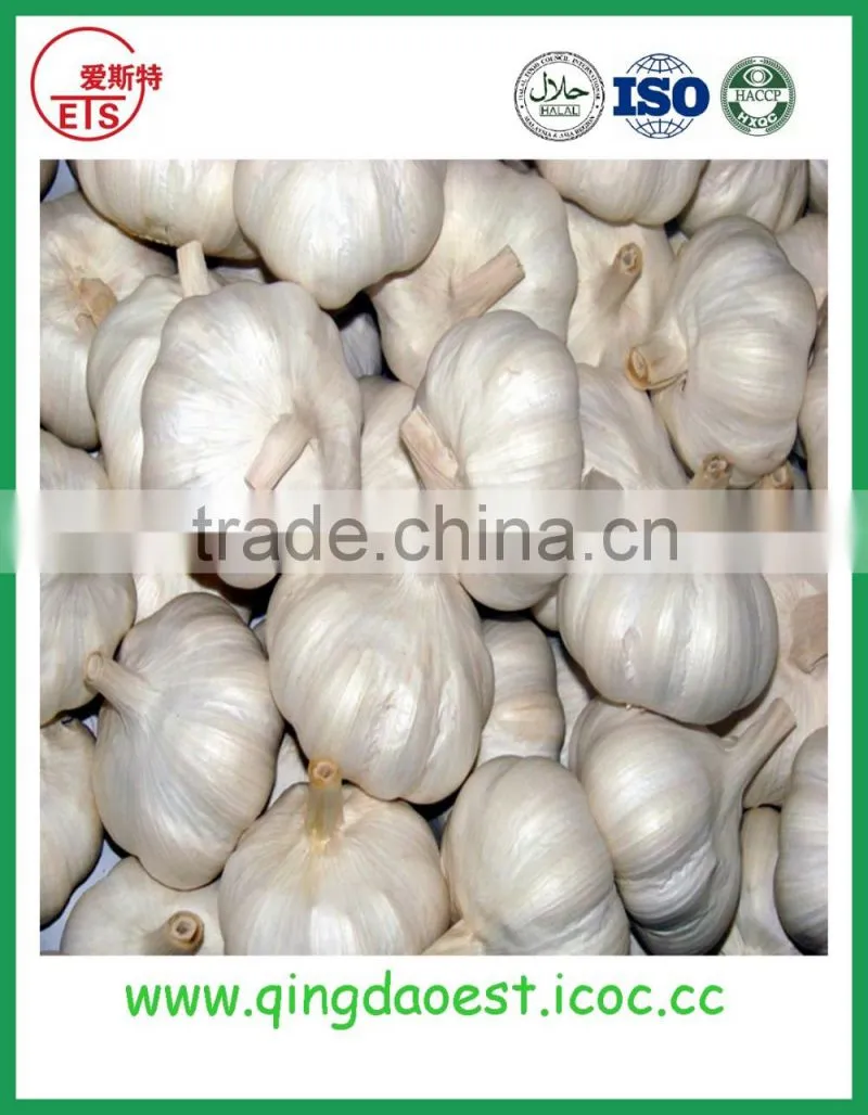 Chinese Jinxiang grade A fresh normal white garlic on sale