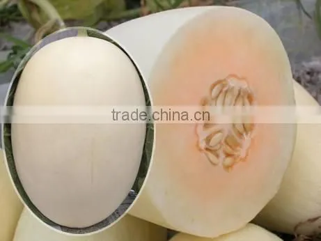 Hybrid F1 Big White Peel Red Flesh Sweet Melon Seed For Planting-Fairy Baby No.8