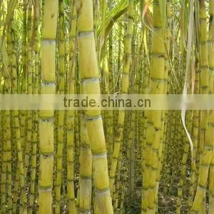 Peeler and Cutting Machine TT-S17 stainless steel crush sugarcane machine