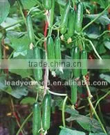SQ08 Yuzhu round shape squash seeds for planting, different types of squash seeds