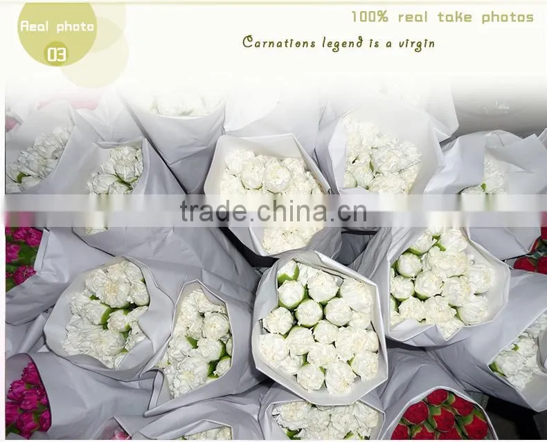 wholesale fresh cut flower of white carnation
