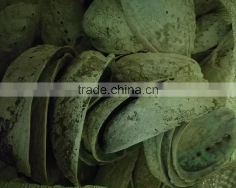 Green new zealand paua abalone shell raw material