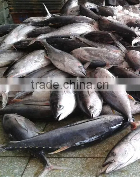 3KG Frozen Yellowfin Tuna