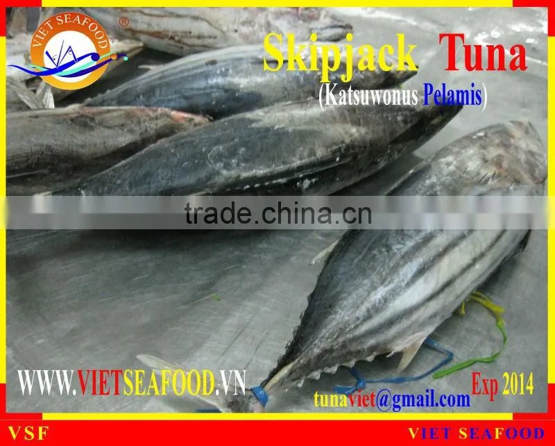 FROZEN SKIPJACK TUNA WHOLE ROUND