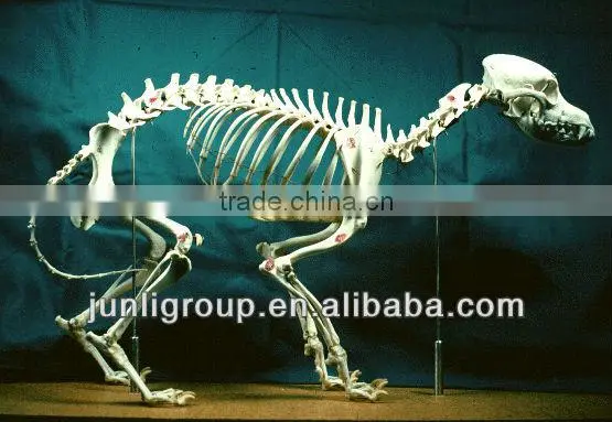 JLDF-G-0021 Customized Size Dog Skeleton For Sale
