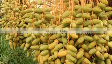 Dates processing line date paste making machine