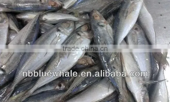 New Ningbo frozen fish brand canned mackerel
