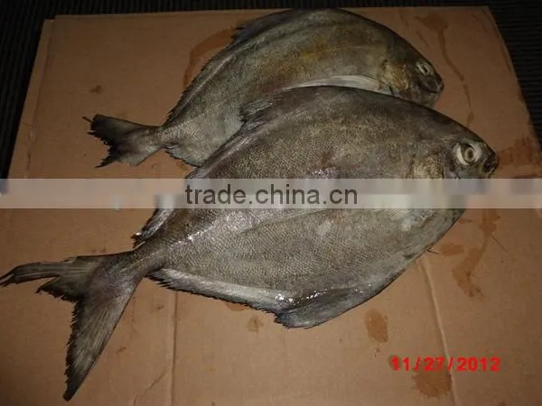 Parastromateus niger black pomfret