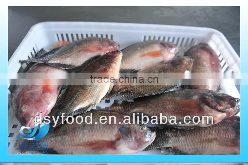 WR Frozen Black Tilapia