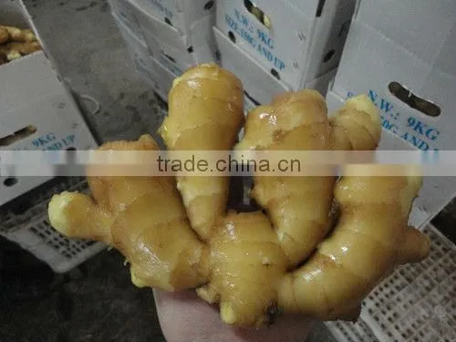 fresh ginger from China