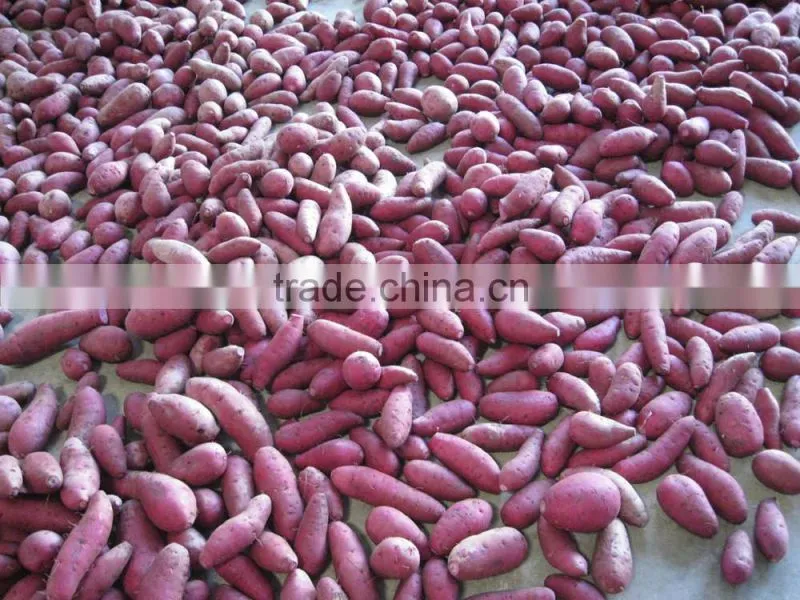 2015 Sunny Orchard fresh sweet potato
