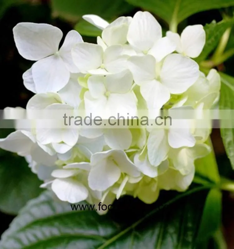 Wholesale Hydrangea Flowers For Wedding Flower Stand For Wedding