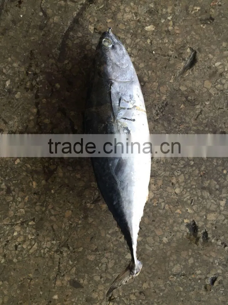 The ship frozen bonito fish