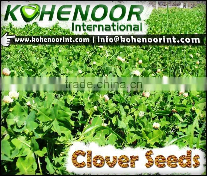 Clover Seeds