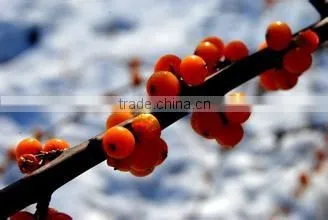 High Quality Pure Natural Improve Immunity Seabuckthorn Fruit Oil Healthcare Medical CQ2 Super Critical Extract
