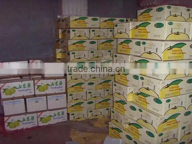 new crop 2016 fresh pear