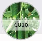 SQ03 Cuili excellent disease resistant f1 hybrid seeds of squash seeds