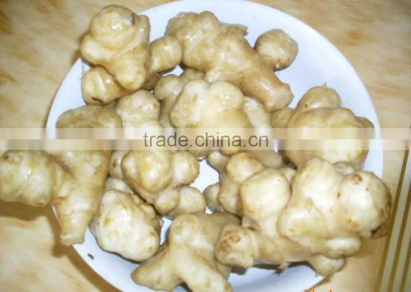 Continuous type Jerusalem artichoke puree/mash blanching machine