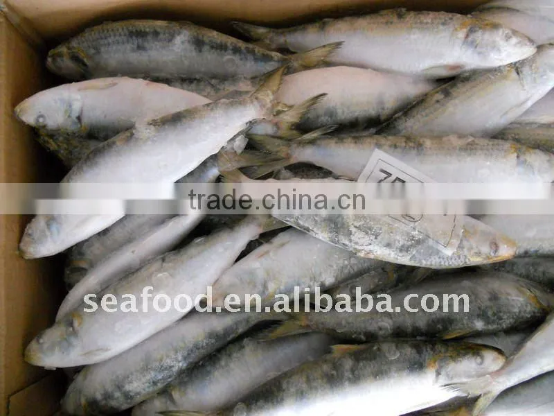 frozen sardine (sardinella longiceps) w/r