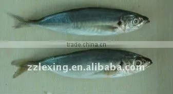Frozen horse mackerel fish