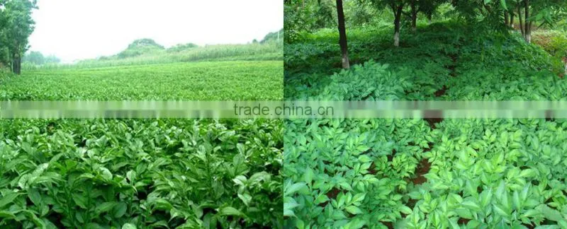 3-5 minute organic dried type wholesale konjac noodles