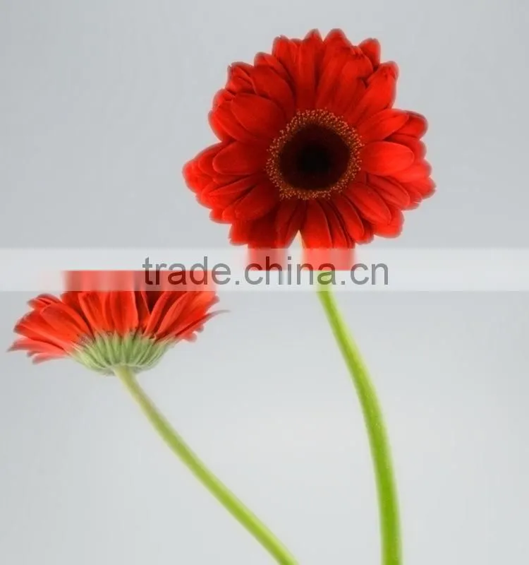 Bottom price Savanna dubai fresh flower red color gerbera