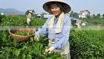 High quality best selling green tea from Vietnam