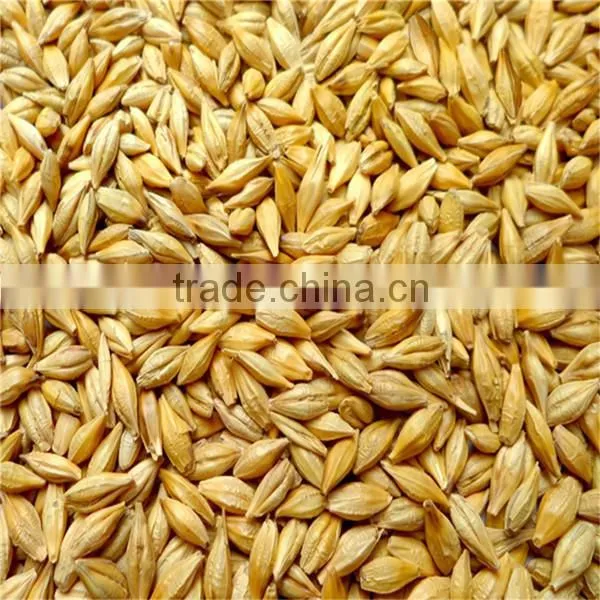 Australian high quality barley can be used for barley tea processing