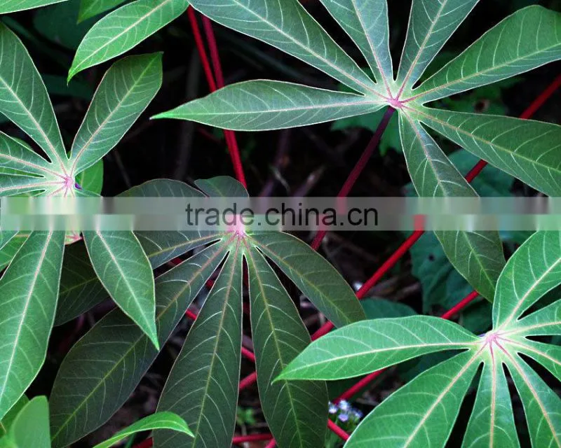 Cassava Leaf Grade A with competitive price from Vietnam
